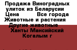 Продажа Виноградных улиток из Беларусии › Цена ­ 250 - Все города Животные и растения » Другие животные   . Ханты-Мансийский,Когалым г.